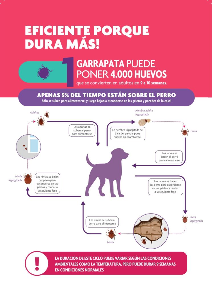 garrapatas en perros Errores comunes al retirar ectoparásitos que ponen en peligro a tu mascota