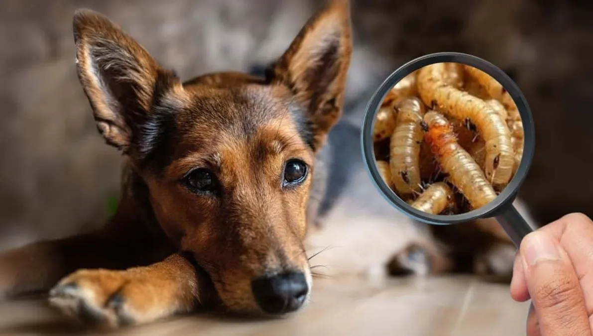 gusano barrenador en perros Errores comunes al tratar heridas abiertas con larvas
