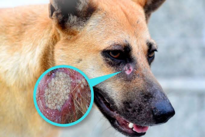 ¿Cómo saber si un perro tiene el gusano barrenador?