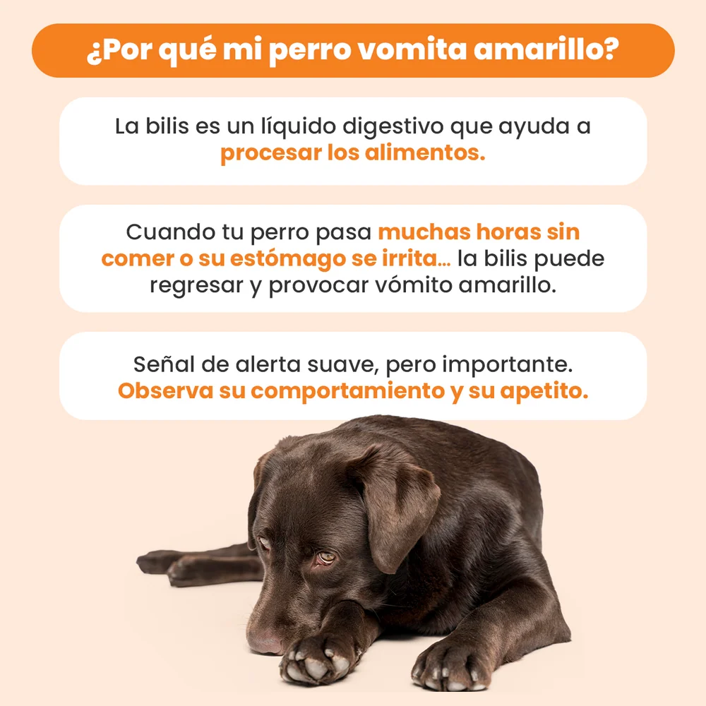 vomito amarillo en perros Errores comunes al tratar episodios aislados de bilis
